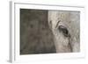 Elephant, Sabi Sabi Reserve, South Africa-Paul Souders-Framed Photographic Print