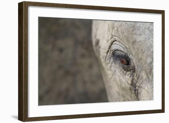 Elephant, Sabi Sabi Reserve, South Africa-Paul Souders-Framed Photographic Print