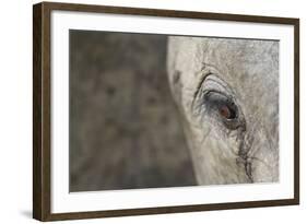 Elephant, Sabi Sabi Reserve, South Africa-Paul Souders-Framed Photographic Print