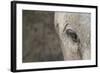 Elephant, Sabi Sabi Reserve, South Africa-Paul Souders-Framed Photographic Print