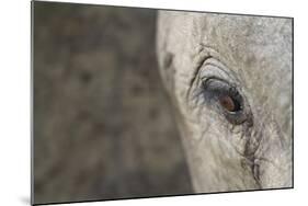 Elephant, Sabi Sabi Reserve, South Africa-Paul Souders-Mounted Photographic Print