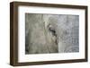 Elephant, Sabi Sabi Reserve, South Africa-Paul Souders-Framed Photographic Print