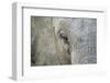 Elephant, Sabi Sabi Reserve, South Africa-Paul Souders-Framed Photographic Print