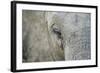 Elephant, Sabi Sabi Reserve, South Africa-Paul Souders-Framed Photographic Print