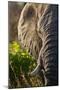 Elephant, Sabi Sabi Reserve, South Africa-null-Mounted Photographic Print