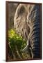 Elephant, Sabi Sabi Reserve, South Africa-null-Framed Photographic Print