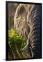 Elephant, Sabi Sabi Reserve, South Africa-null-Framed Photographic Print