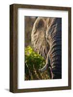 Elephant, Sabi Sabi Reserve, South Africa-null-Framed Photographic Print