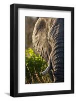 Elephant, Sabi Sabi Reserve, South Africa-null-Framed Photographic Print