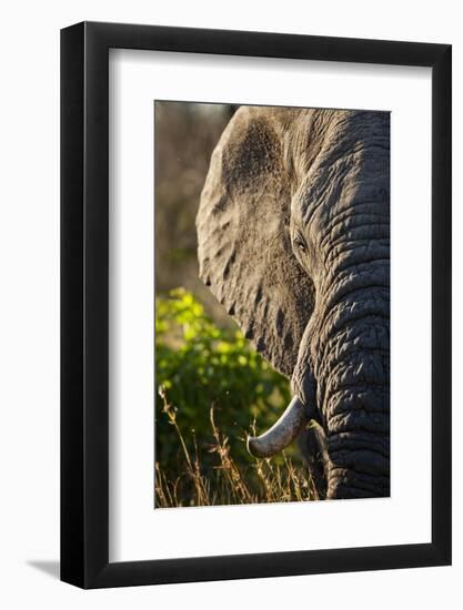 Elephant, Sabi Sabi Reserve, South Africa-null-Framed Photographic Print