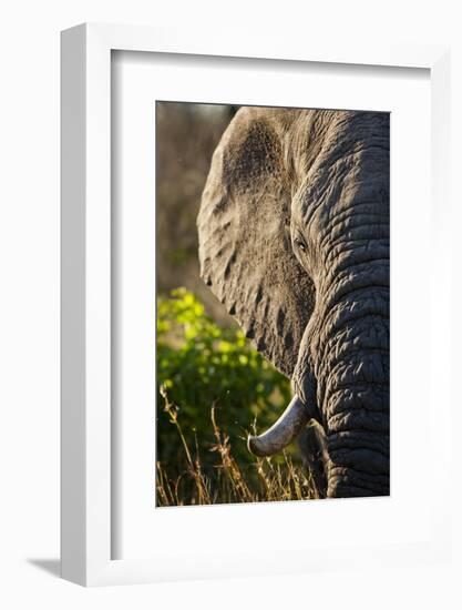 Elephant, Sabi Sabi Reserve, South Africa-null-Framed Photographic Print