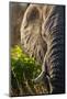 Elephant, Sabi Sabi Reserve, South Africa-null-Mounted Photographic Print