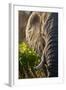 Elephant, Sabi Sabi Reserve, South Africa-null-Framed Photographic Print