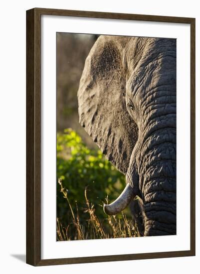 Elephant, Sabi Sabi Reserve, South Africa-null-Framed Photographic Print