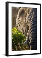 Elephant, Sabi Sabi Reserve, South Africa-null-Framed Photographic Print