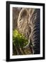 Elephant, Sabi Sabi Reserve, South Africa-null-Framed Photographic Print