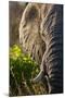 Elephant, Sabi Sabi Reserve, South Africa-null-Mounted Photographic Print