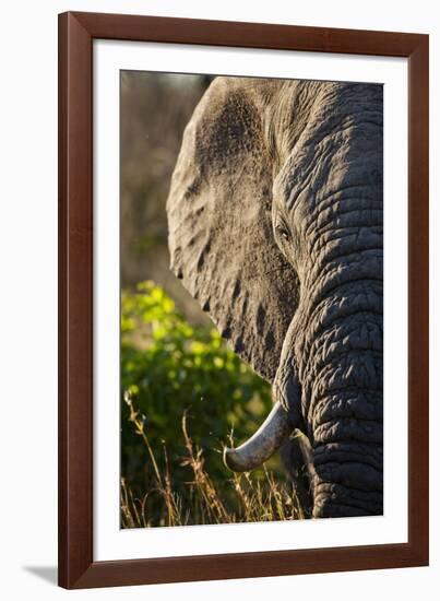 Elephant, Sabi Sabi Reserve, South Africa-null-Framed Photographic Print