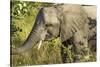 Elephant, Sabi Sands Reserve, South Africa-Paul Souders-Stretched Canvas