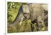 Elephant, Sabi Sands Reserve, South Africa-Paul Souders-Framed Photographic Print