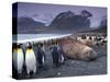 Elephant Seal and King Penguins, South Georgia Island, Antarctica-Art Wolfe-Stretched Canvas