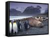 Elephant Seal and King Penguins, South Georgia Island, Antarctica-Art Wolfe-Framed Stretched Canvas