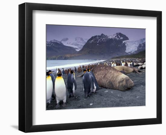 Elephant Seal and King Penguins, South Georgia Island, Antarctica-Art Wolfe-Framed Photographic Print