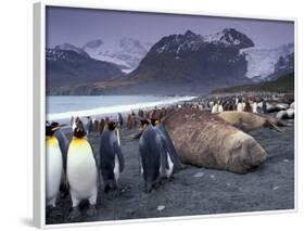 Elephant Seal and King Penguins, South Georgia Island, Antarctica-Art Wolfe-Framed Photographic Print