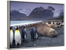 Elephant Seal and King Penguins, South Georgia Island, Antarctica-Art Wolfe-Framed Photographic Print