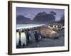 Elephant Seal and King Penguins, South Georgia Island, Antarctica-Art Wolfe-Framed Photographic Print