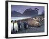 Elephant Seal and King Penguins, South Georgia Island, Antarctica-Art Wolfe-Framed Photographic Print