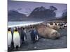 Elephant Seal and King Penguins, South Georgia Island, Antarctica-Art Wolfe-Mounted Photographic Print