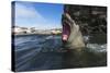 Elephant Seal, Antarctica-Paul Souders-Stretched Canvas