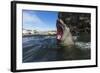 Elephant Seal, Antarctica-Paul Souders-Framed Photographic Print