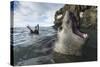 Elephant Seal at Livingstone Island, Antarctica-Paul Souders-Stretched Canvas