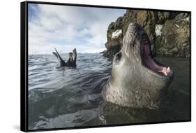 Elephant Seal at Livingstone Island, Antarctica-Paul Souders-Framed Stretched Canvas