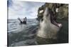 Elephant Seal at Livingstone Island, Antarctica-Paul Souders-Stretched Canvas