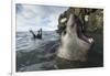 Elephant Seal at Livingstone Island, Antarctica-Paul Souders-Framed Photographic Print