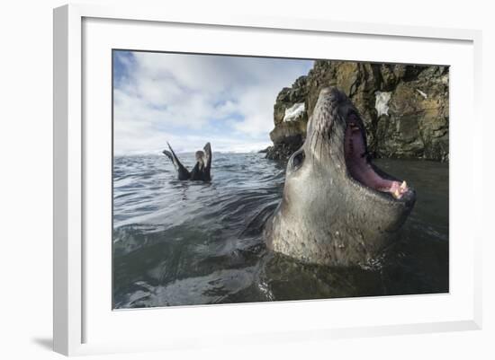 Elephant Seal at Livingstone Island, Antarctica-Paul Souders-Framed Photographic Print