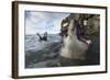 Elephant Seal at Livingstone Island, Antarctica-Paul Souders-Framed Photographic Print