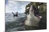 Elephant Seal at Livingstone Island, Antarctica-Paul Souders-Mounted Photographic Print