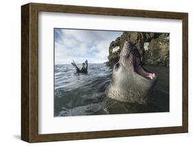 Elephant Seal at Livingstone Island, Antarctica-Paul Souders-Framed Photographic Print