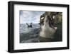 Elephant Seal at Livingstone Island, Antarctica-Paul Souders-Framed Photographic Print