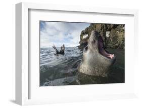 Elephant Seal at Livingstone Island, Antarctica-Paul Souders-Framed Photographic Print