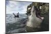 Elephant Seal at Livingstone Island, Antarctica-Paul Souders-Mounted Photographic Print