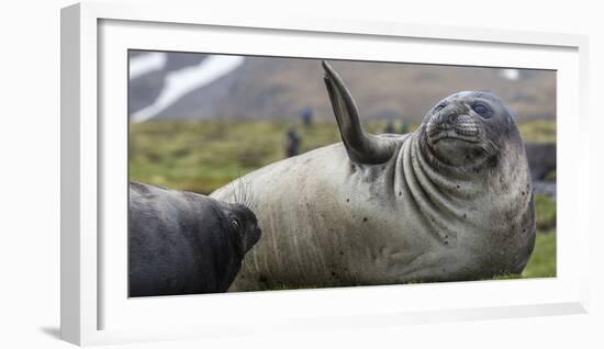 Elephant seal. Fortuna Bay, South Georgia Islands.-Tom Norring-Framed Photographic Print