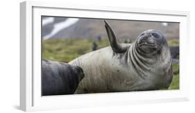 Elephant seal. Fortuna Bay, South Georgia Islands.-Tom Norring-Framed Photographic Print