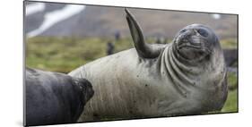 Elephant seal. Fortuna Bay, South Georgia Islands.-Tom Norring-Mounted Photographic Print