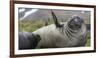 Elephant seal. Fortuna Bay, South Georgia Islands.-Tom Norring-Framed Photographic Print