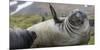 Elephant seal. Fortuna Bay, South Georgia Islands.-Tom Norring-Mounted Photographic Print